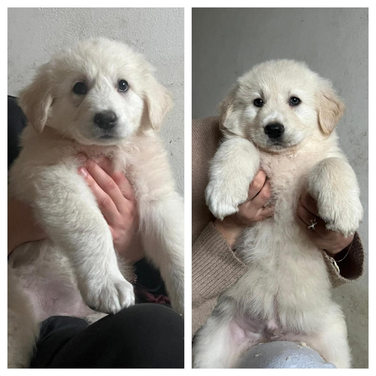 tiziana_55's tweet photo. Ricevo, Abruzzo. ‼️‼️CERCANO CASA DUE CUCCIOLI - SIMIL PASTORE 💕

✅ 2 mesi, maschio e femmine 🩵♥️
✅ sverminati e spulciati 
✅ con primo vaccino fatto 
🌎 iter pre affido obbligatorio 
🌎 staffette centro e nord Italia 

Info adozione scrivere ad Annalisa +39 380 745 7633 ‼️ https://t.co/2lrJA7EDdi
