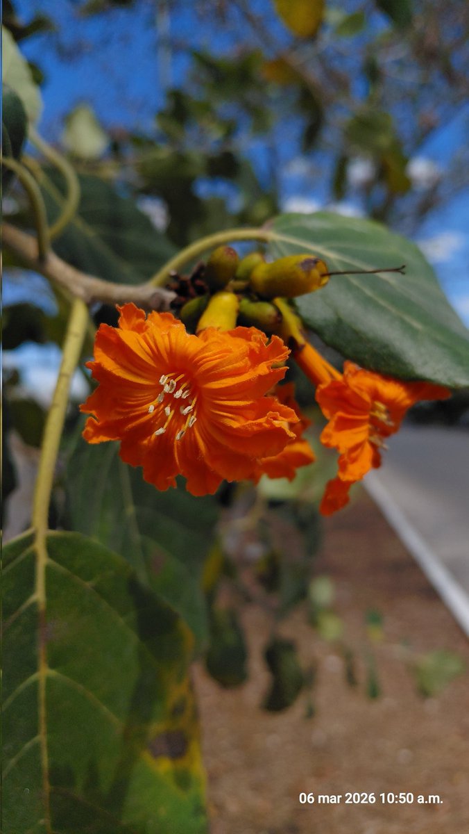 Flor M. Briceño-Vargas tweet media