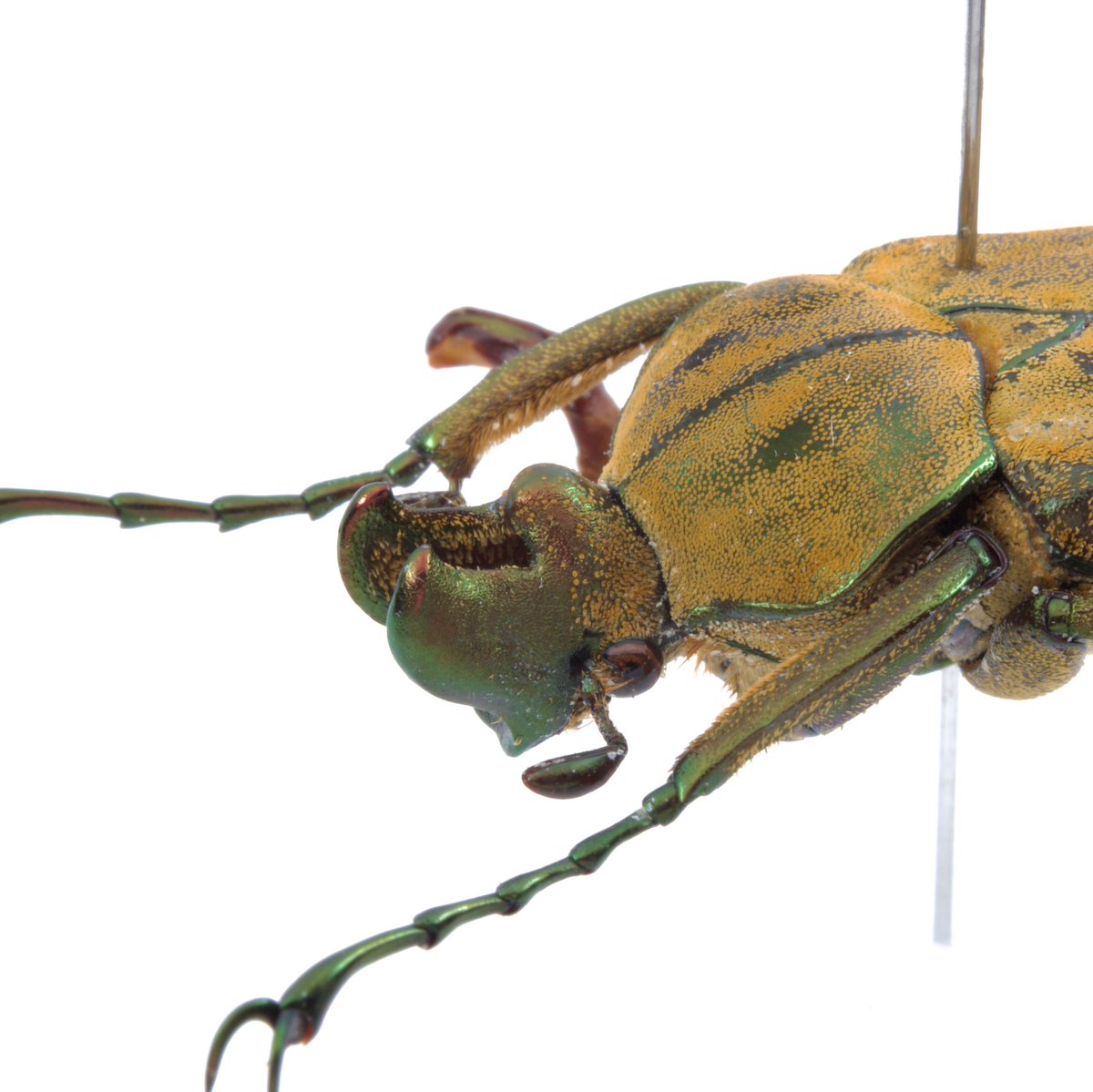 SundayFenn tweet media