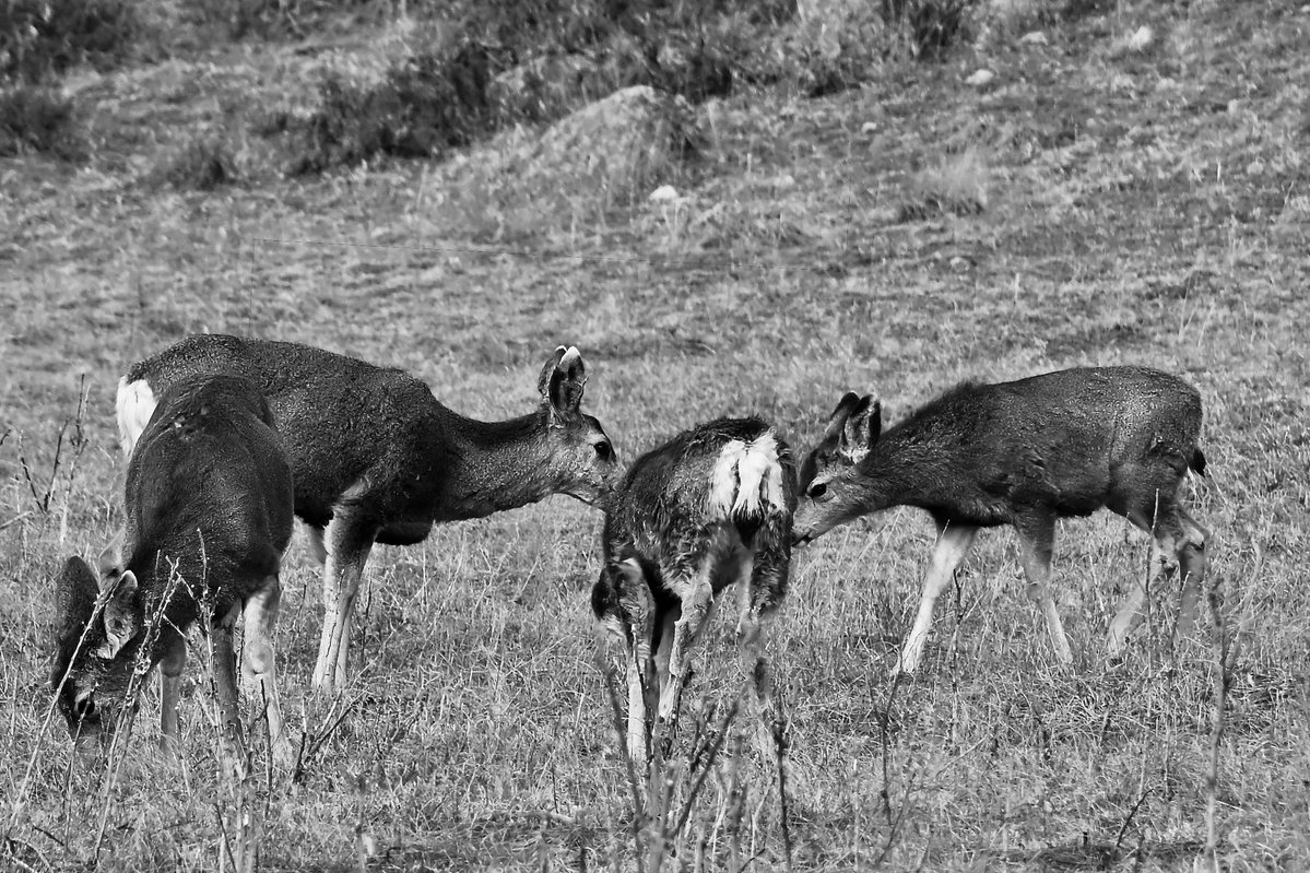 Mark E. Weston Ph.D. tweet media