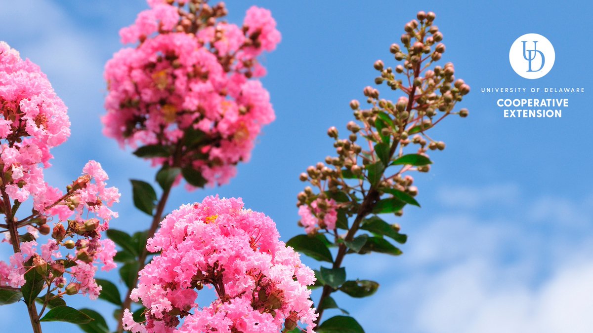 UDExtension's tweet photo. Protecting our pollinators while keeping Delaware’s crape myrtles beautiful! 🌸

Crape Myrtle Bark Scale (CMBS) is an invasive pest that can ruin the look of your landscape. While neonicotinoids are effective treatments, they can pose risks to our essential pollinators.

Our latest research, led by Brian Kunkel, Ornamentals IPM Specialist, is changing the game. By tracking the exact timing of "crawler" activity—the pest's most vulnerable stage—we’ve found that Insect Growth Regulators (IGRs) can do the job effectively with a much lower impact on non-target insects.

The Impact:
✅ Precision Timing: Research shows peak crawler activity occurs around June 4 and August 10 in our region.
✅ Better Choices: 40% of surveyed pros have switched to pollinator-friendly IGRs thanks to this data.
✅ Cost Savings: One local contractor helped a client save their entire landscape from being torn out!

Learn more about "Protecting Plants and Pollinators through Crape Myrtle Bark Scale Research and Extension" here: https://t.co/wDXQuSSlar
