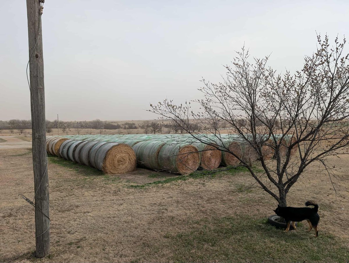 Salvation Wild Mustang Sanctuary tweet media