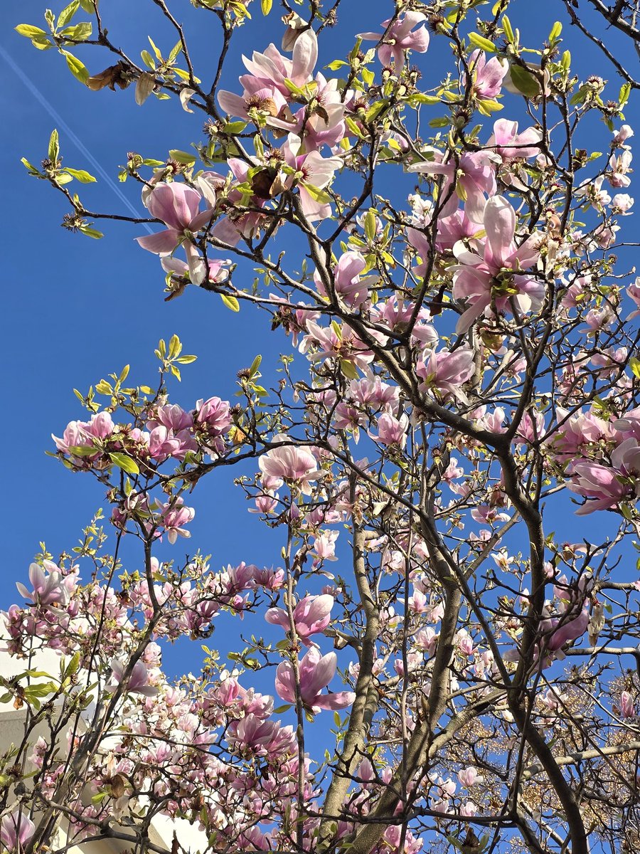 N.Eth 🕊🦋 tweet media