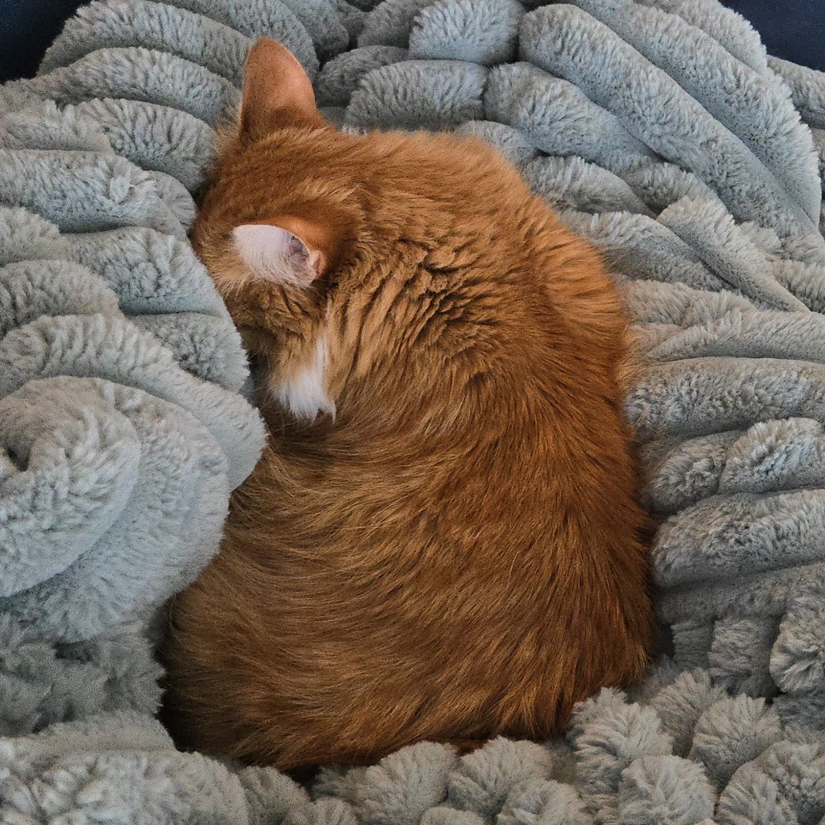 Copper (like the metal) tweet media