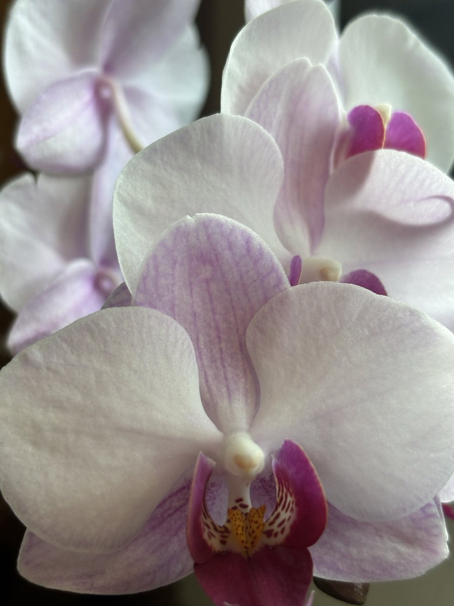 Eva_alien3's tweet photo. So proud of my orchid grown from just being in water! #orchids https://t.co/T6XzxXNJLK