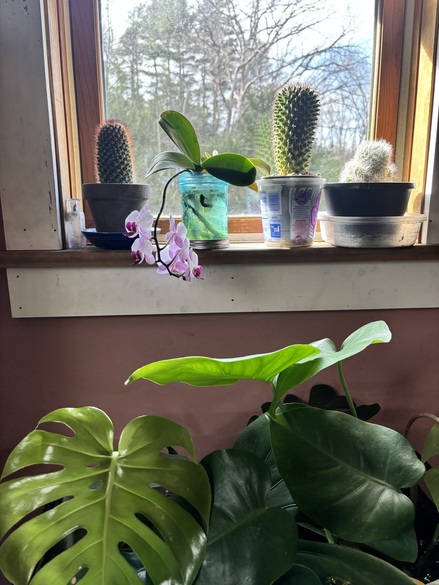Eva_alien3's tweet photo. So proud of my orchid grown from just being in water! #orchids https://t.co/T6XzxXNJLK