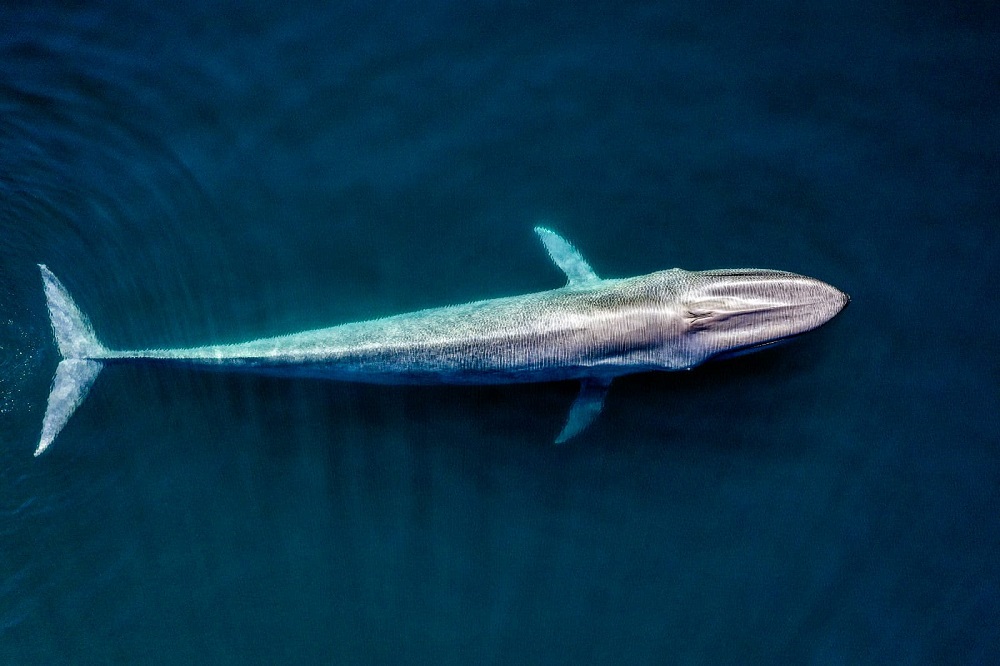 ONEDigital.mx tweet media