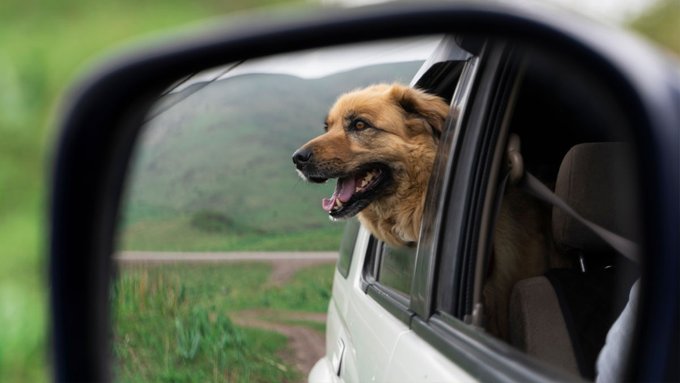 leshuttle_help tweet media