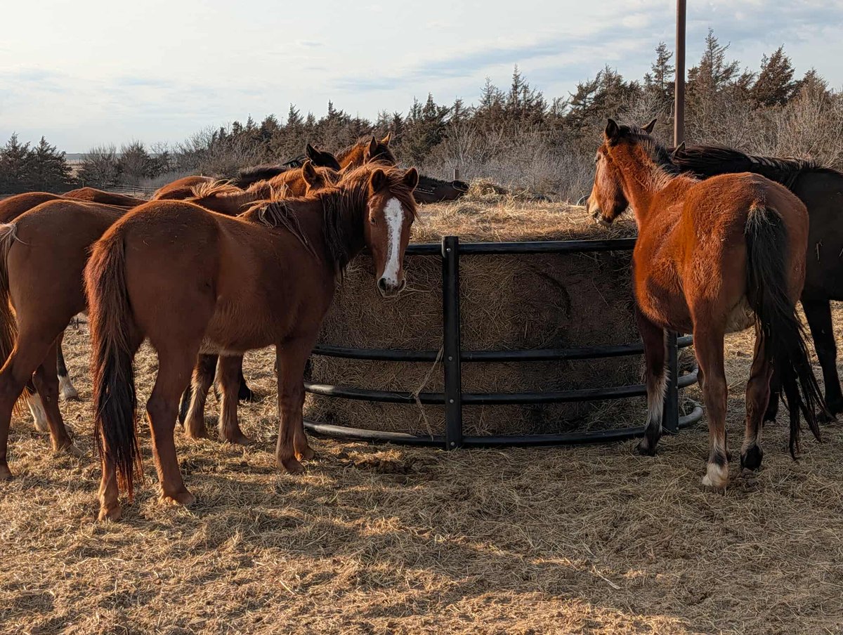 Salvation Wild Mustang Sanctuary tweet media