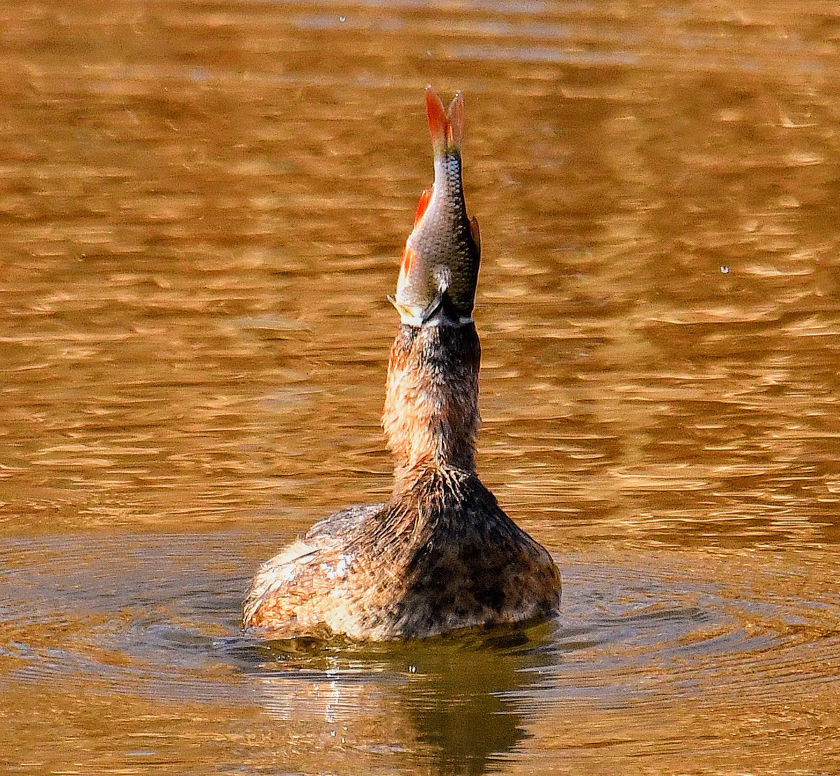 Jaume Bagés Ribera (Salauris 49) tweet media