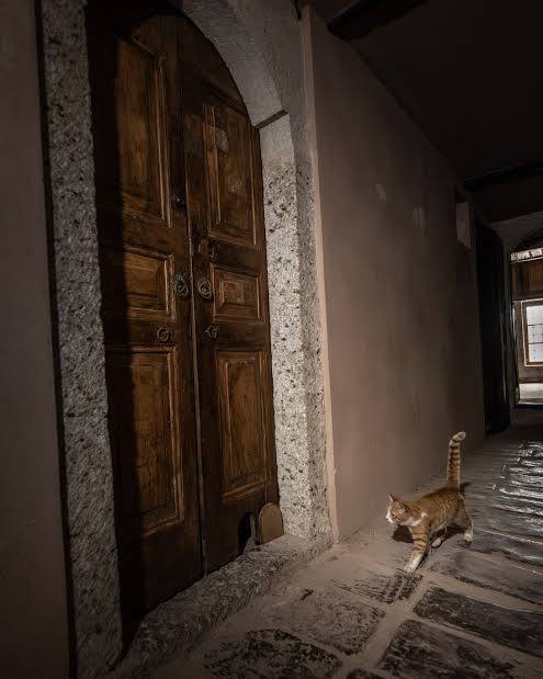 🇹🇷 Ottomans carved cat-sized doors into the Topkapi Palace so cats could roam freely.