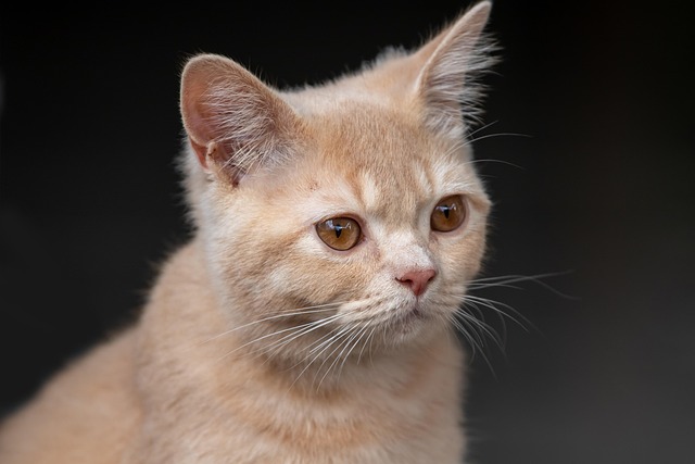 Chad Lynch tweet media