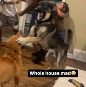 dovesnoah tweet media