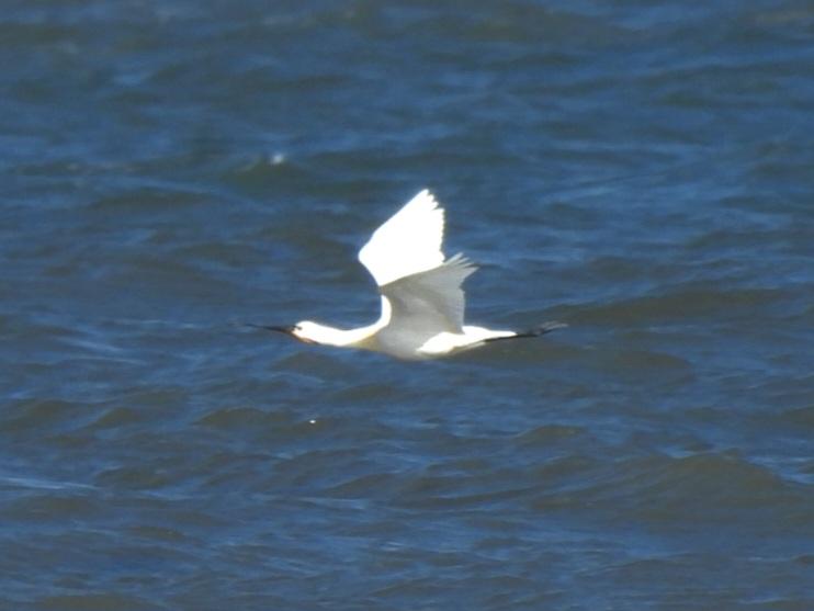 Mark Clements tweet media