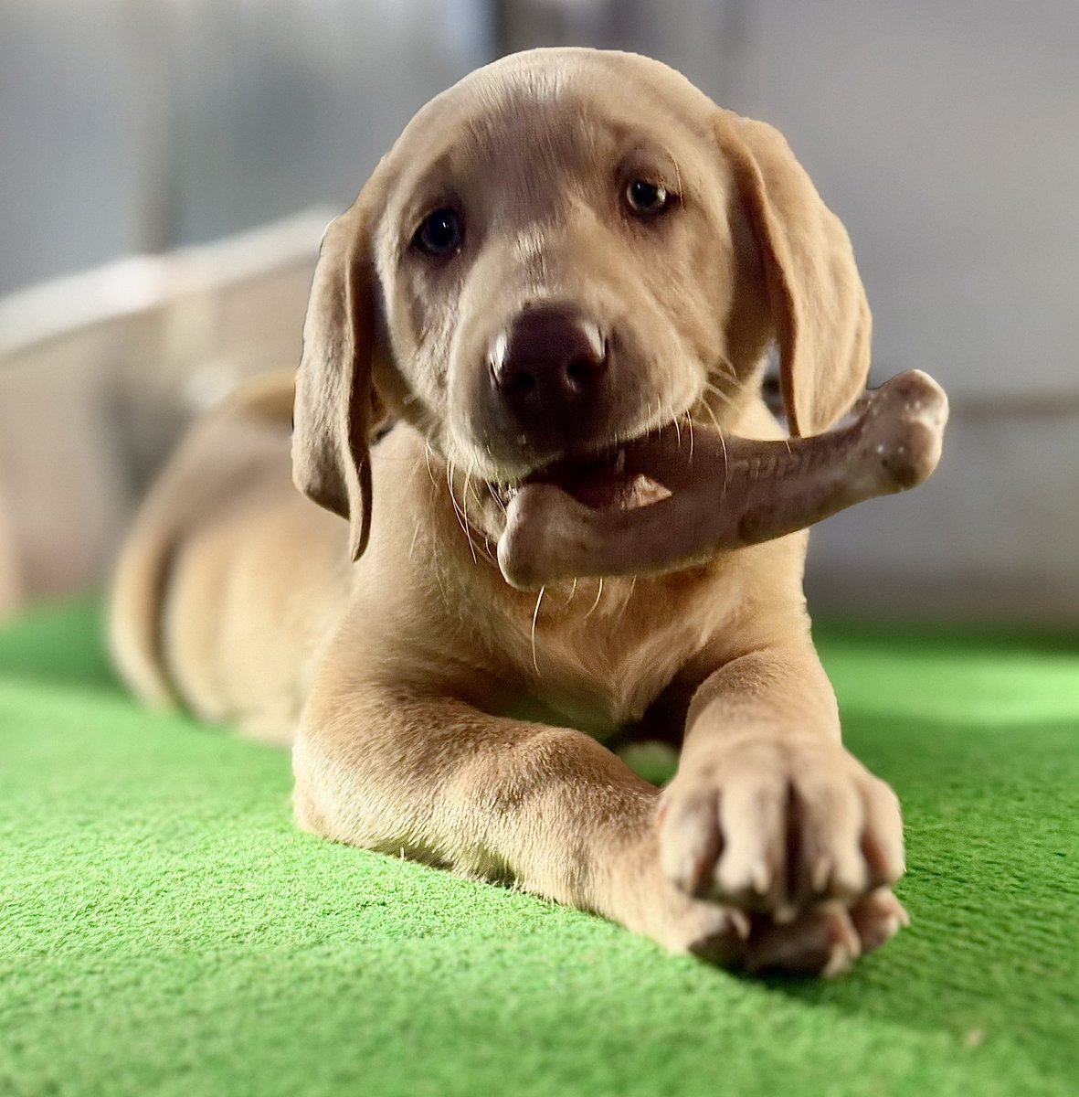 Jackson & Abbey tweet media