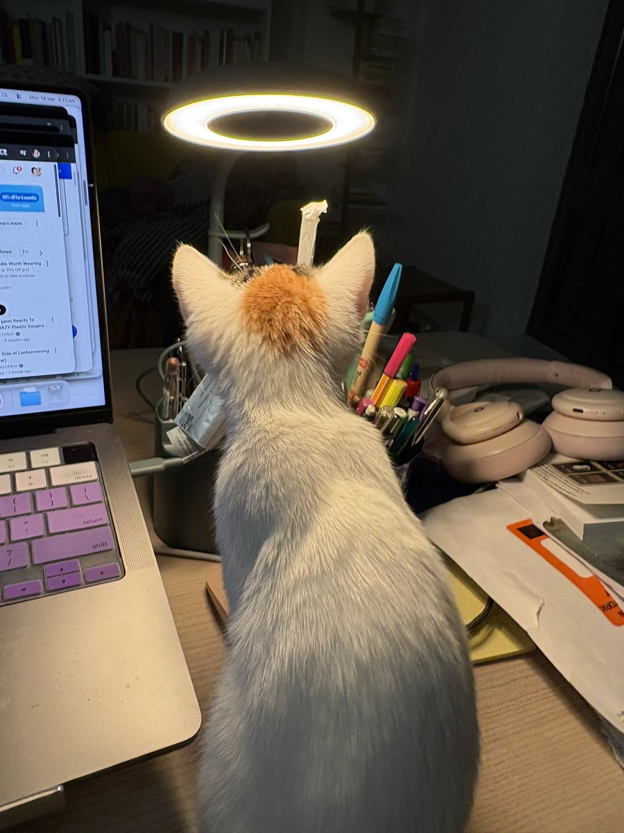 A.V. Marraccini tweet media