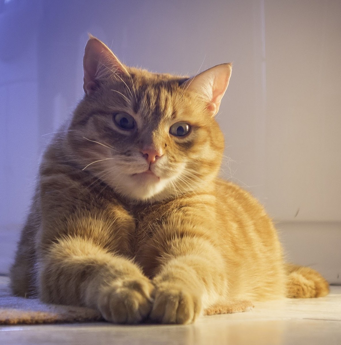 Johnny coolcat R.I.P Memorial page tweet media