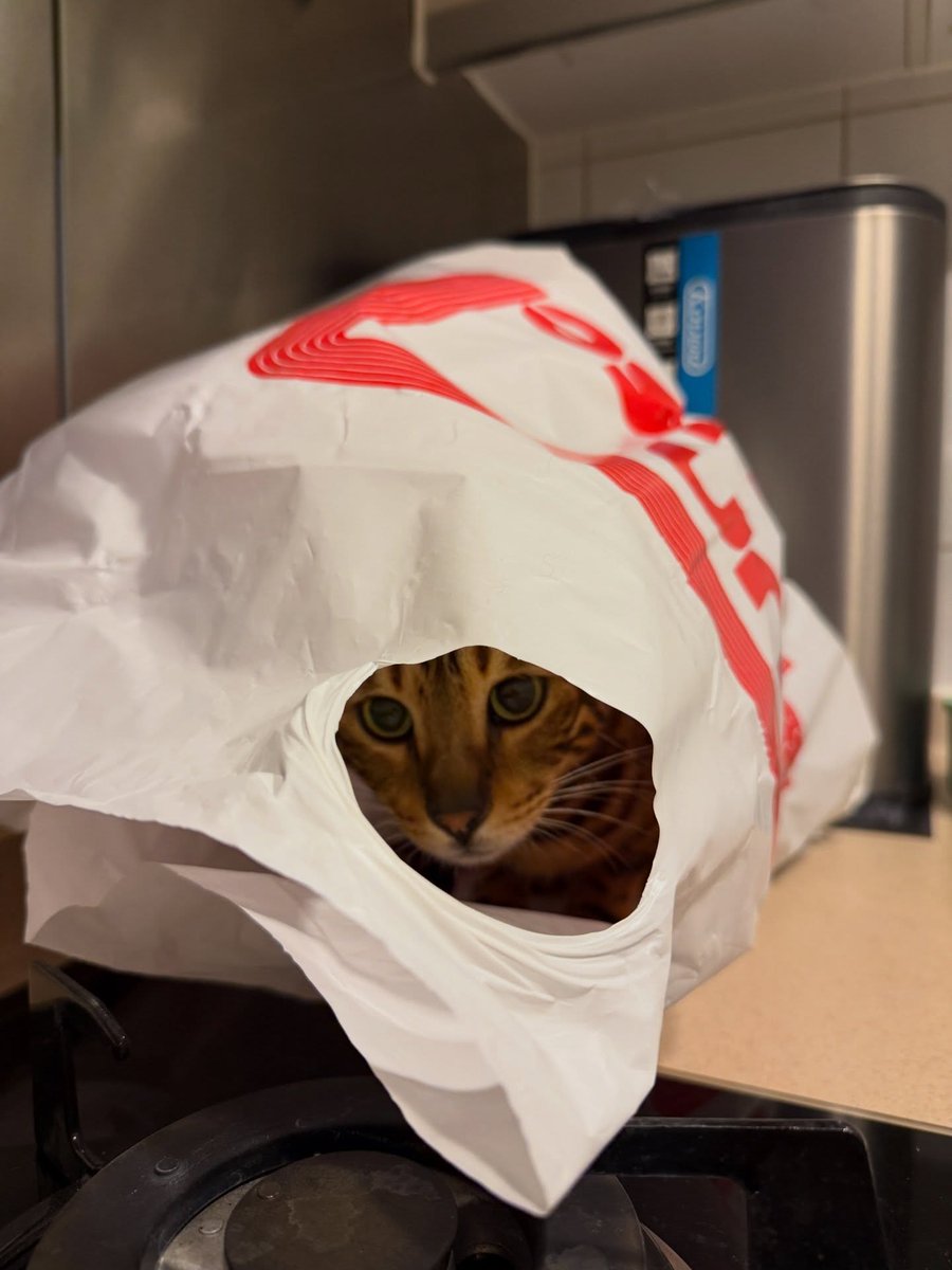 ArabellaTg's tweet image. Little kitty, I see you! 🐾 Your playful spirit and soft purrs brighten my day. Let's cuddle and create some beautiful memories together! 💕 #CatLove #FurryFriend