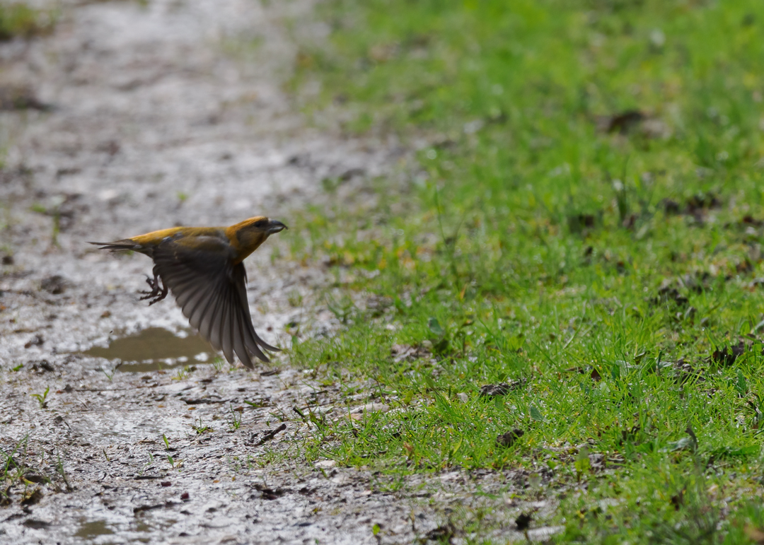 Seasalter birder tweet media