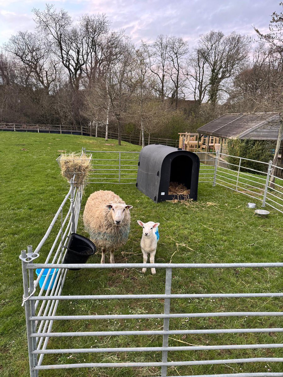 Bolnore Village Primary School tweet media