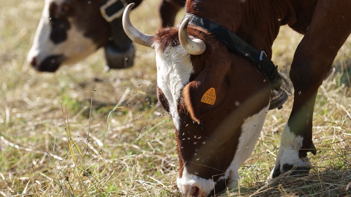 Boulevard Voltaire tweet media