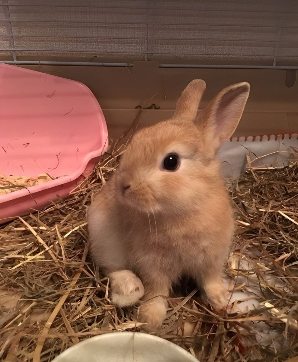 SolidKroket tweet media