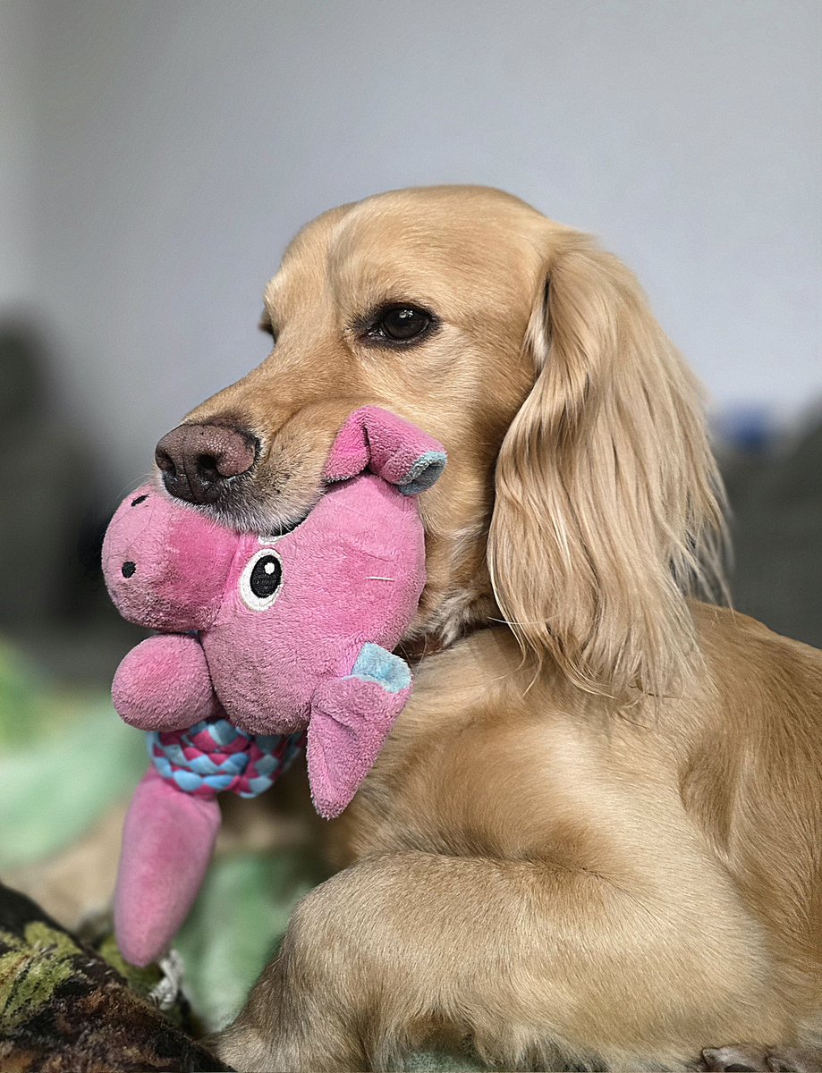 Olly and River the Working Cocker Spaniels tweet media