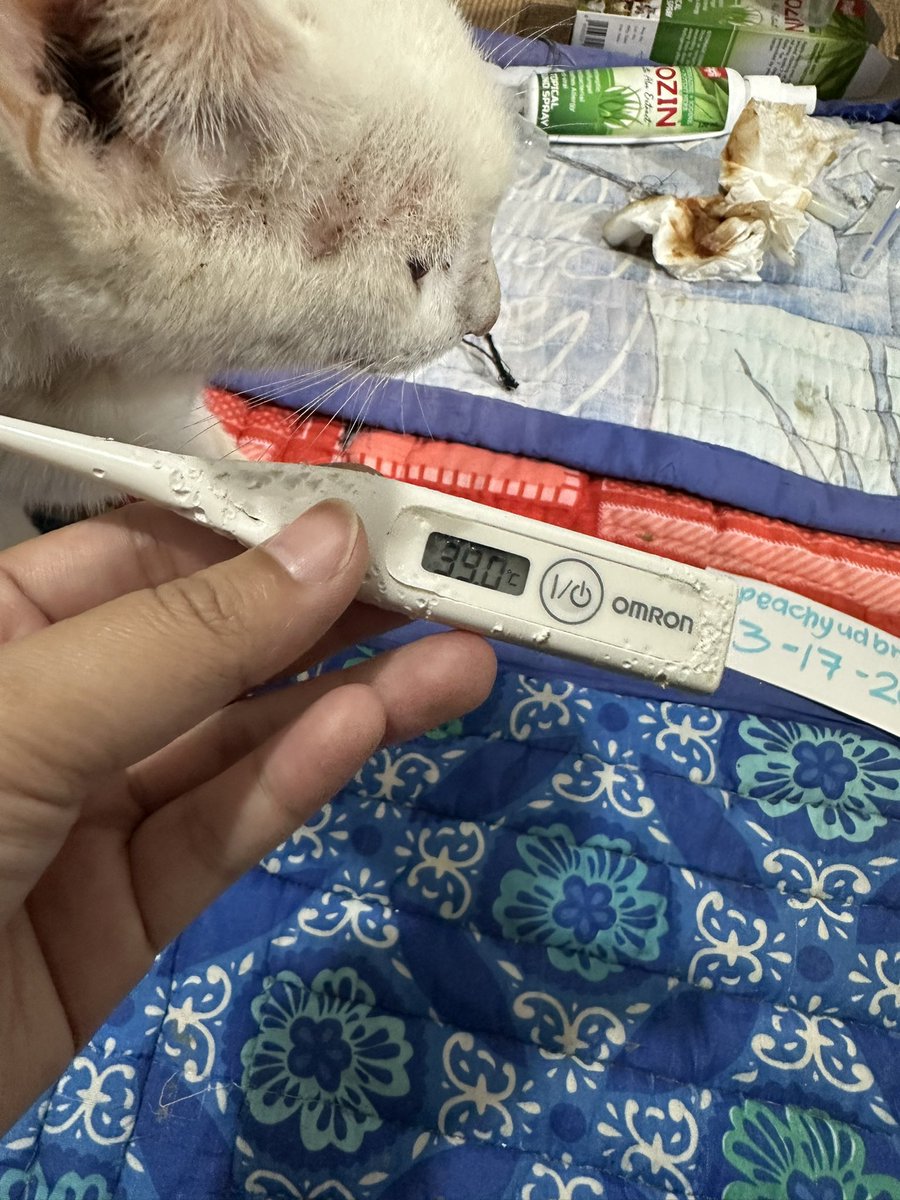 peachyudbree25's tweet photo. 3-17-26🥹💔

Even though Im burning with fever after 5 days without proper sleep I will still stay by your side and take care of you my love🥹

https://t.co/rHsOHIyMqa

Pls im on my knees begging to all of you help us reach more people that willing to help us😭￼🙏🏻

1 RT = Save🐈 https://t.co/vzrj9HP6Vr