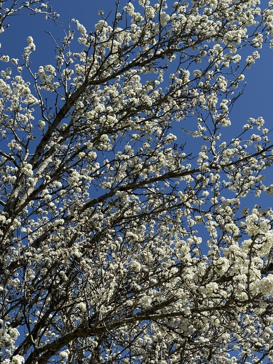 Paulo Lopes tweet media