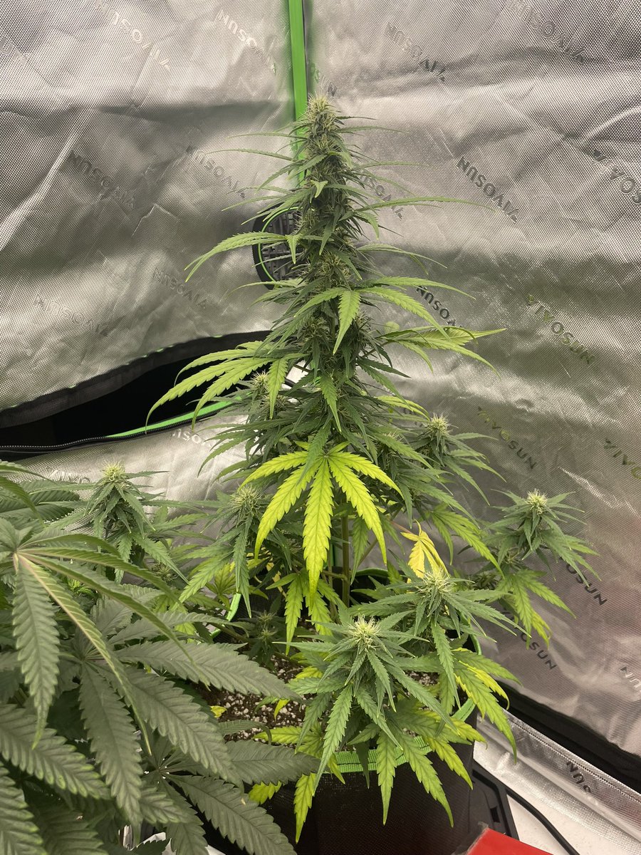 BudzerkaGNG's tweet image. I’m really excited to share with you my Super Lemon Haze auto 😁 we are on day 60ish so a little over 20 more days and this lady should be ready for harvest! 🔥 The goal is to bring out all the lemon terps possible 😁💚 

#growyourown #Homegrown #weed #GrowTogether