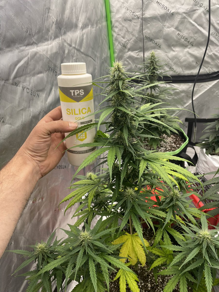 BudzerkaGNG's tweet image. I’m really excited to share with you my Super Lemon Haze auto 😁 we are on day 60ish so a little over 20 more days and this lady should be ready for harvest! 🔥 The goal is to bring out all the lemon terps possible 😁💚 

#growyourown #Homegrown #weed #GrowTogether