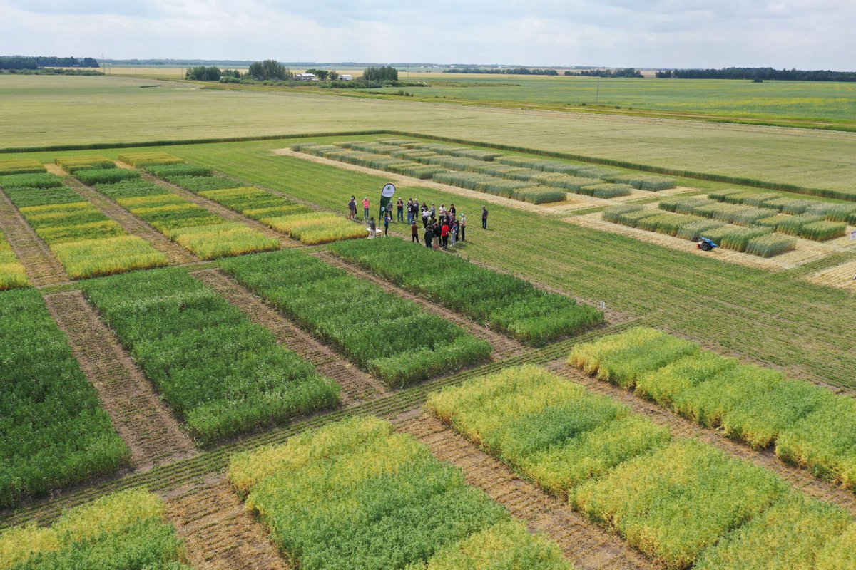 AB Pulse Growers tweet media