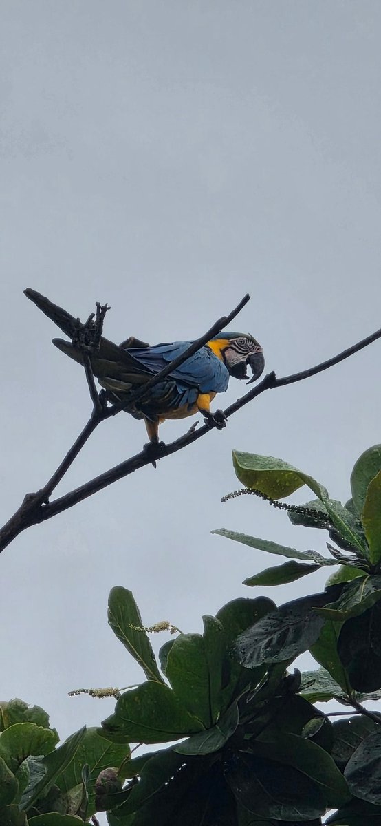 RonWerneck-PP2RON tweet media