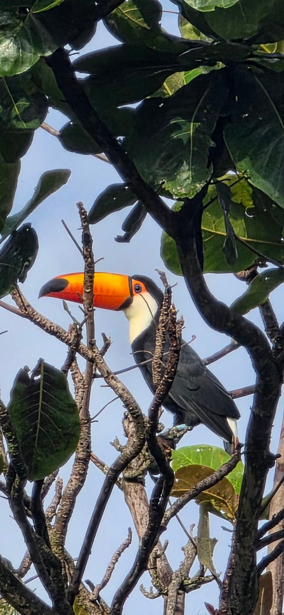 RonWerneck-PP2RON tweet media