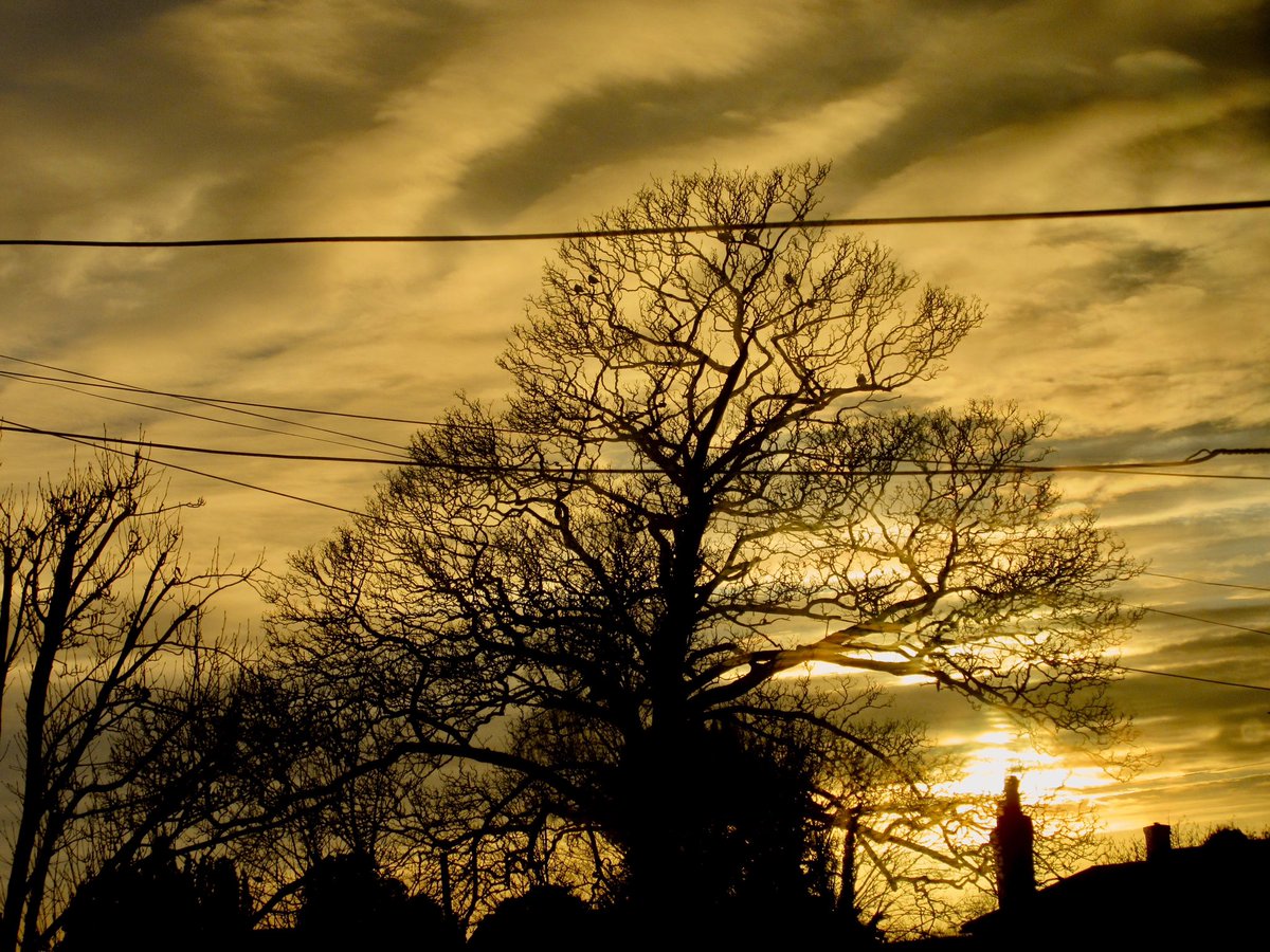 Susan Danielis Marshall tweet media