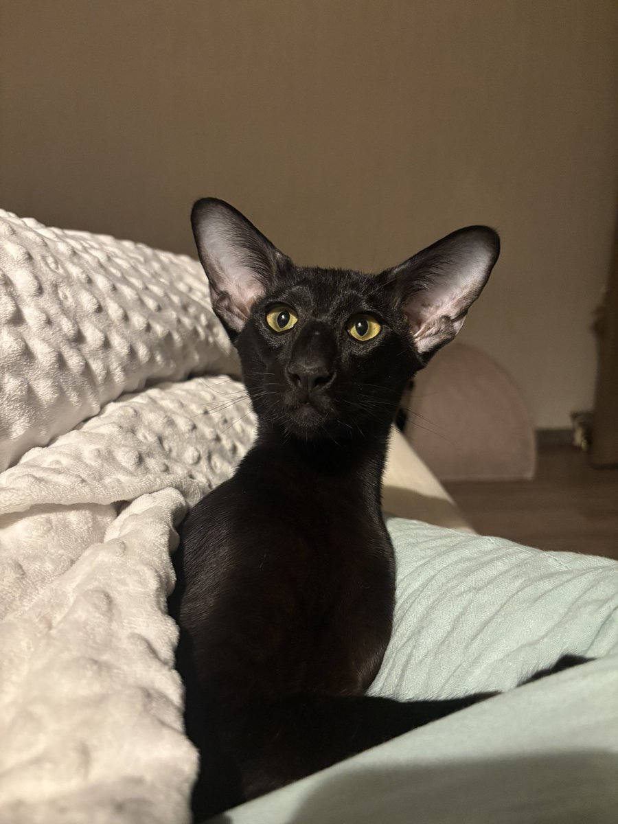 50 відтінків рудого tweet media