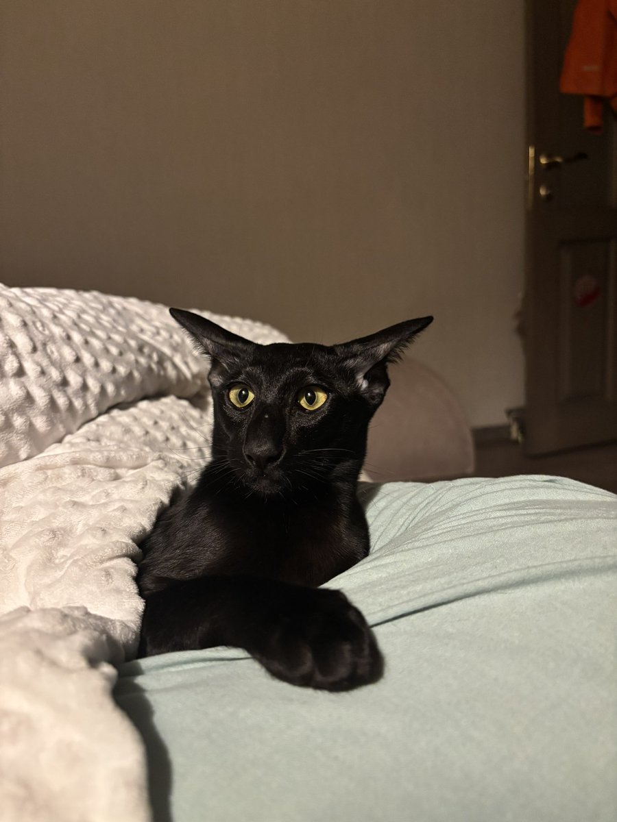 50 відтінків рудого tweet media