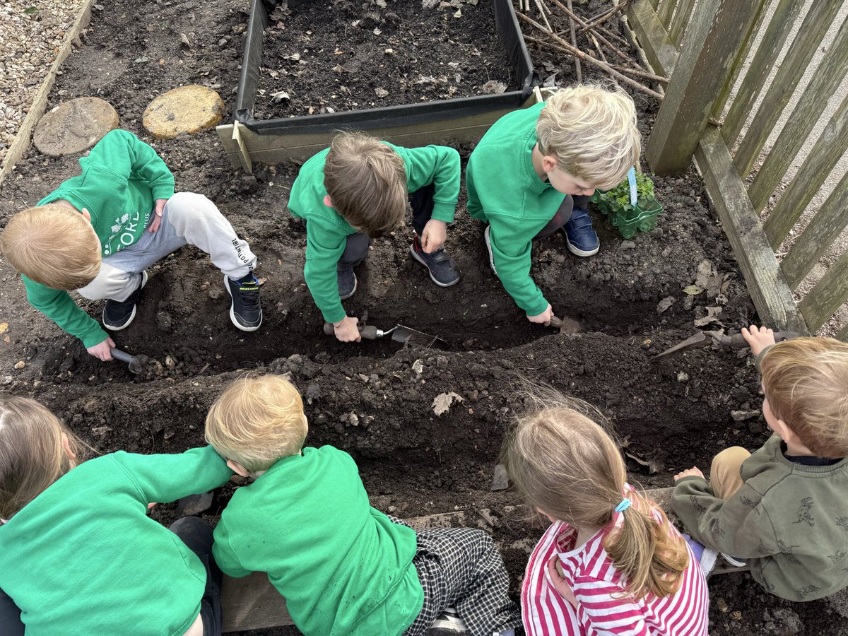 PreMilford's tweet photo. We have began planting our seed potatoes into our own allotment. We dug our trench and talked about how the shoot needs to look for the sky so we plant them shoots upwards. We are hoping for a good harvest! @NewForestSussed #allotment #gardeningforchildren https://t.co/TvHGczcqrk