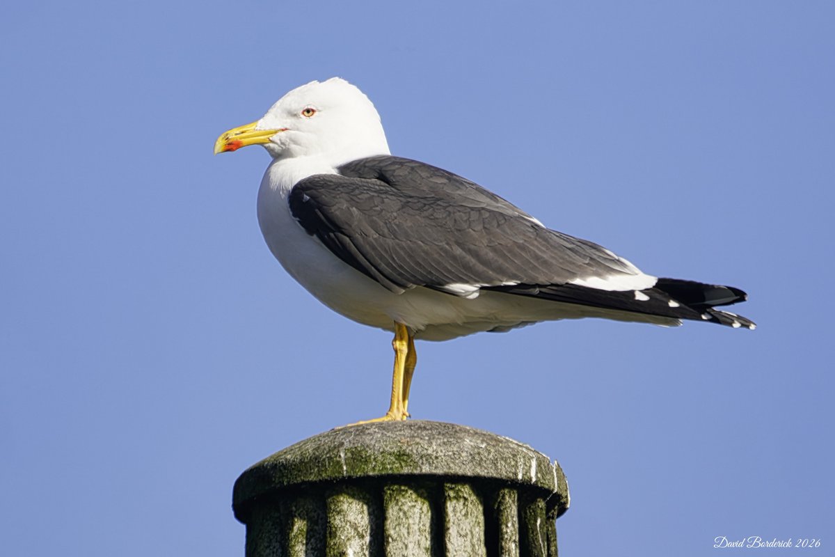 David Borderick tweet media