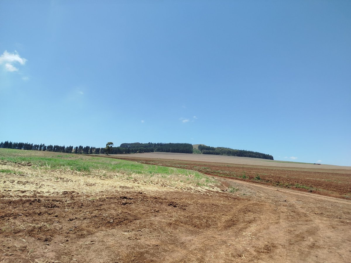 CHOBOS™ tweet media