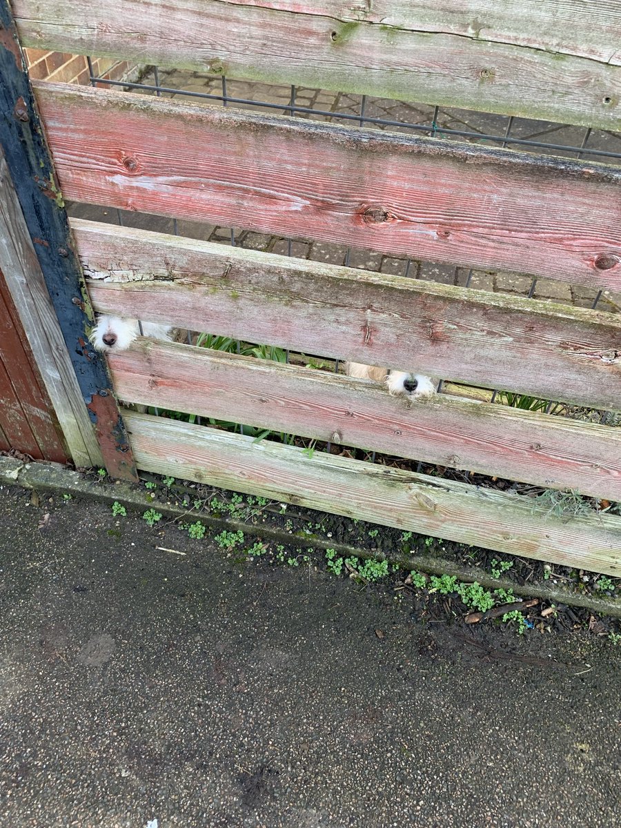 Steve healy tweet media