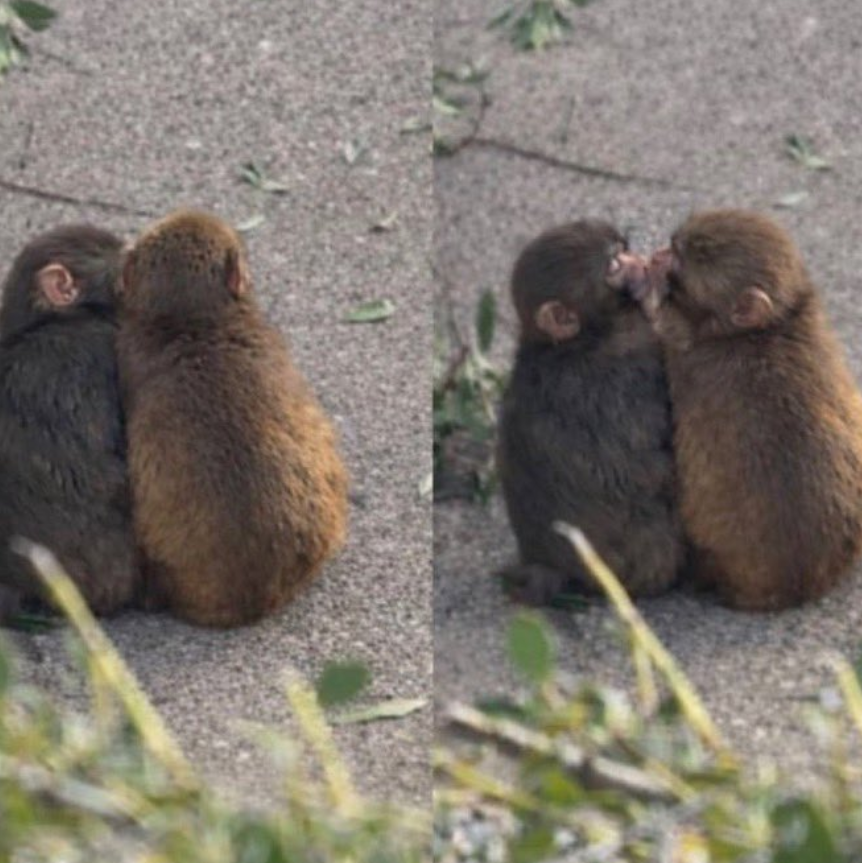 Tweets of Dogs tweet media