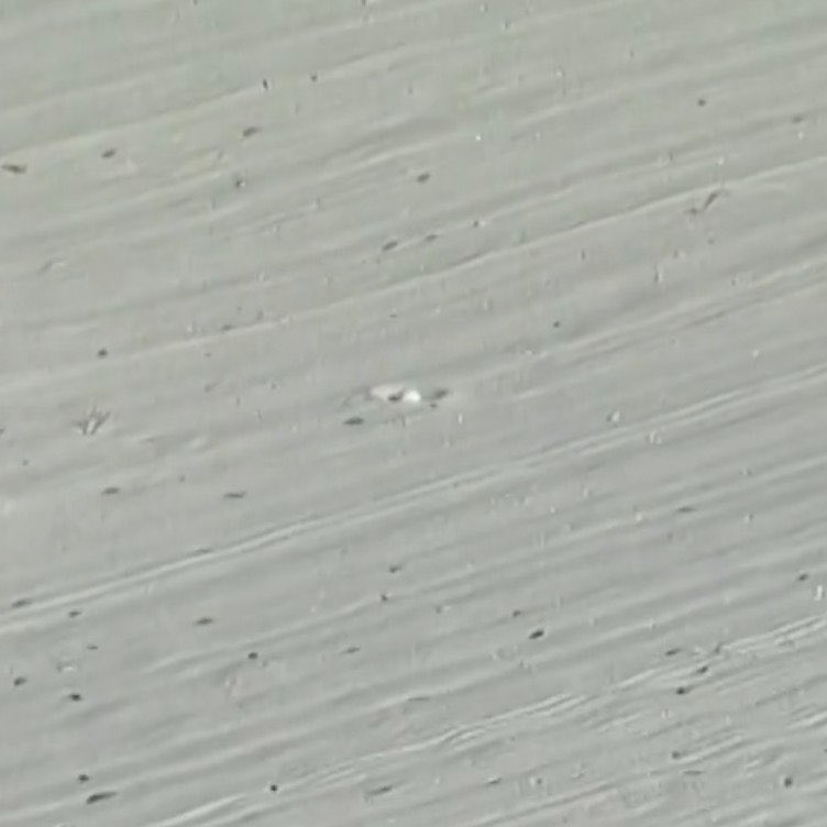 Smylie Kaufman tweet media