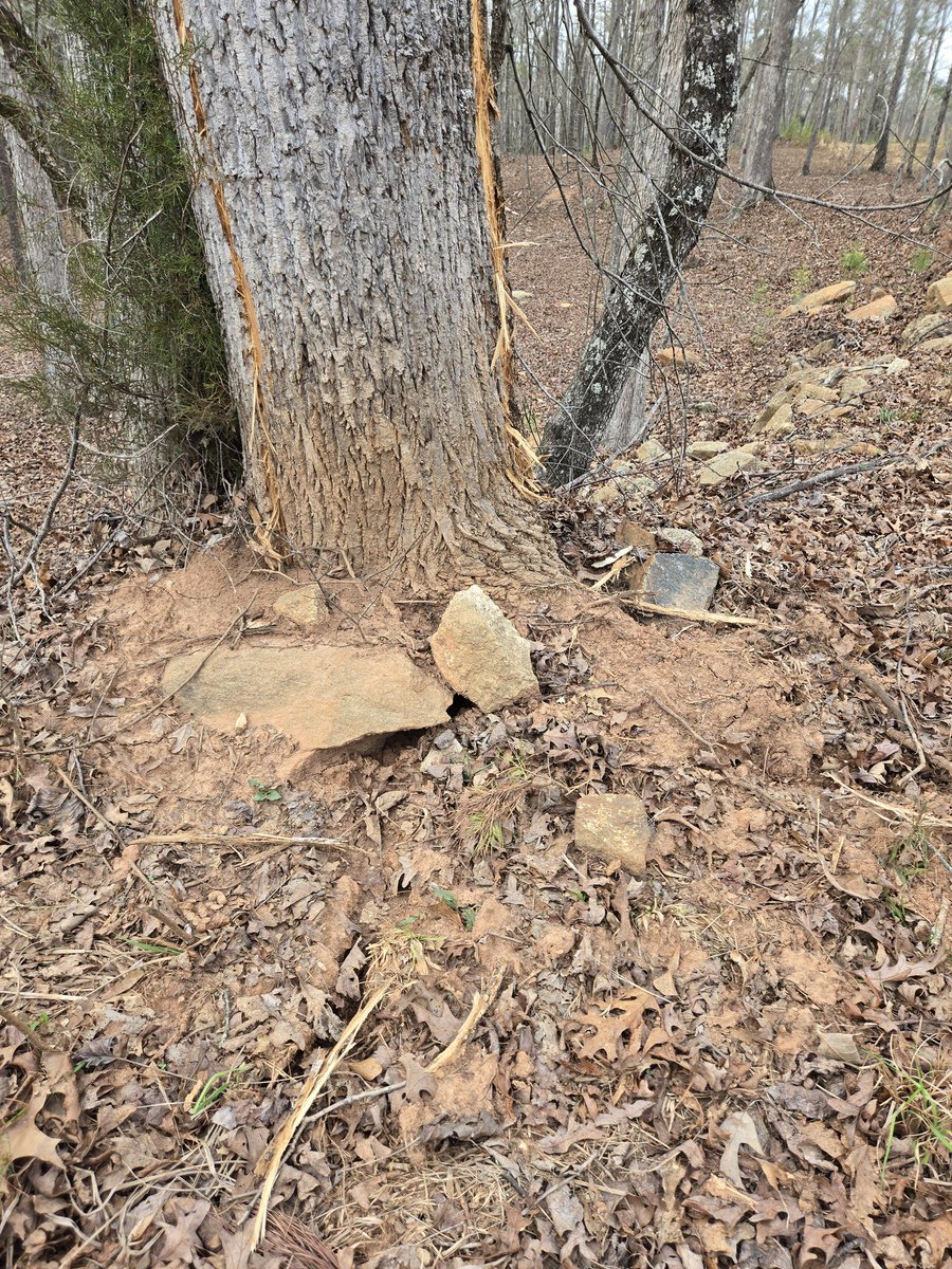 PantherCreek_'s tweet photo. Lightning struck a Tulip poplar yesterday. https://t.co/NJZM9Fn3zC