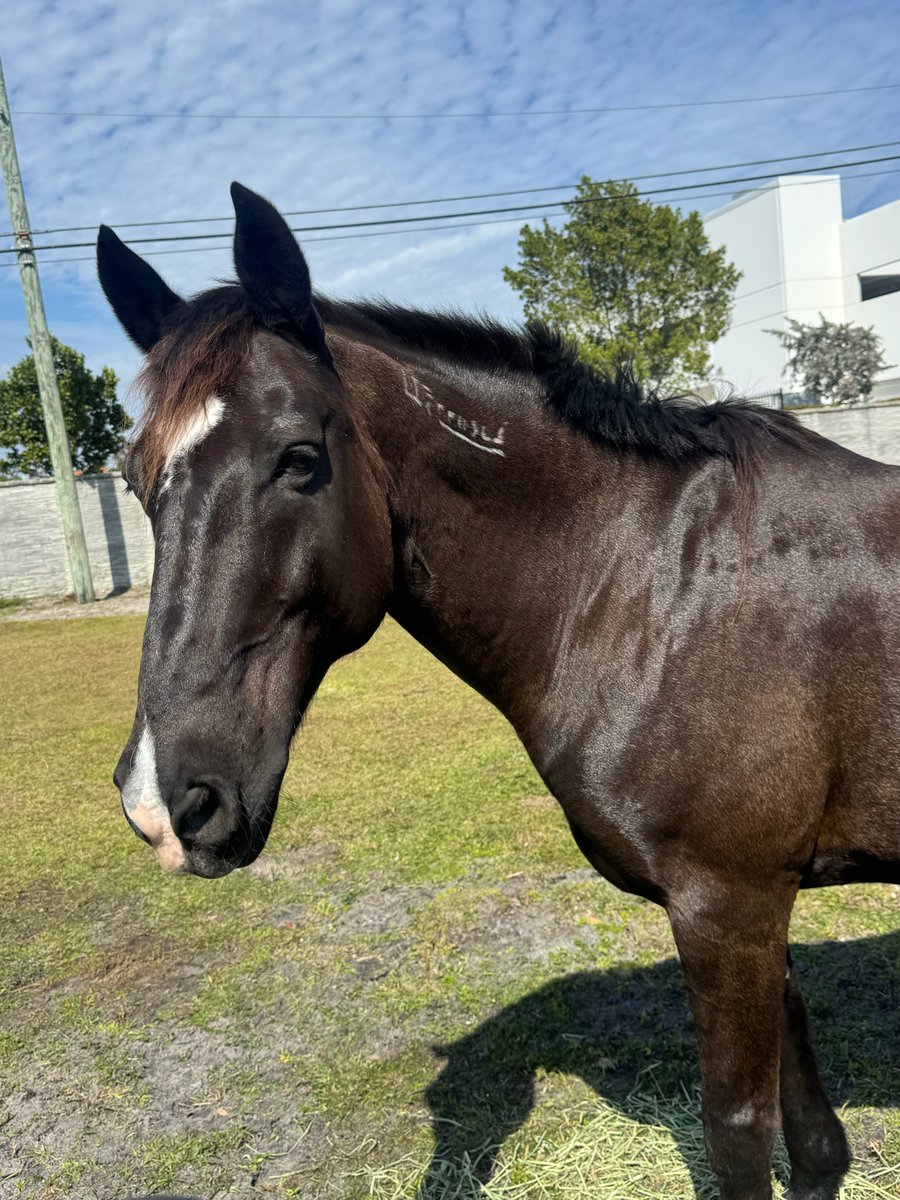 Mayor Dean J. Trantalis tweet media