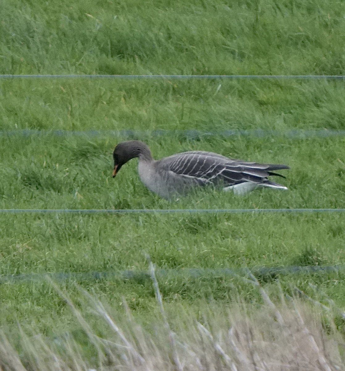 Rob Swift tweet media