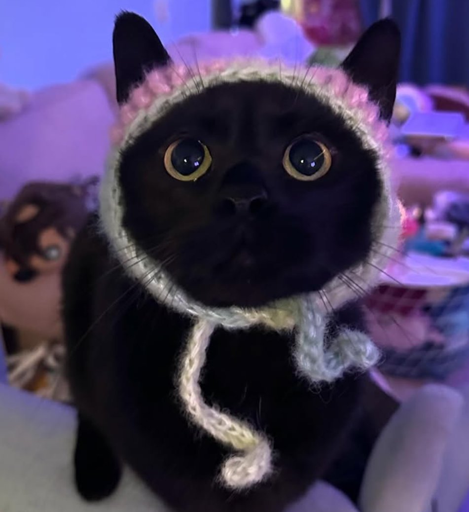 PenrosePOM's tweet photo. Not me seeing Azul trending and telling my cat he's popular bc his name is Azul https://t.co/tp9mgYEvSi