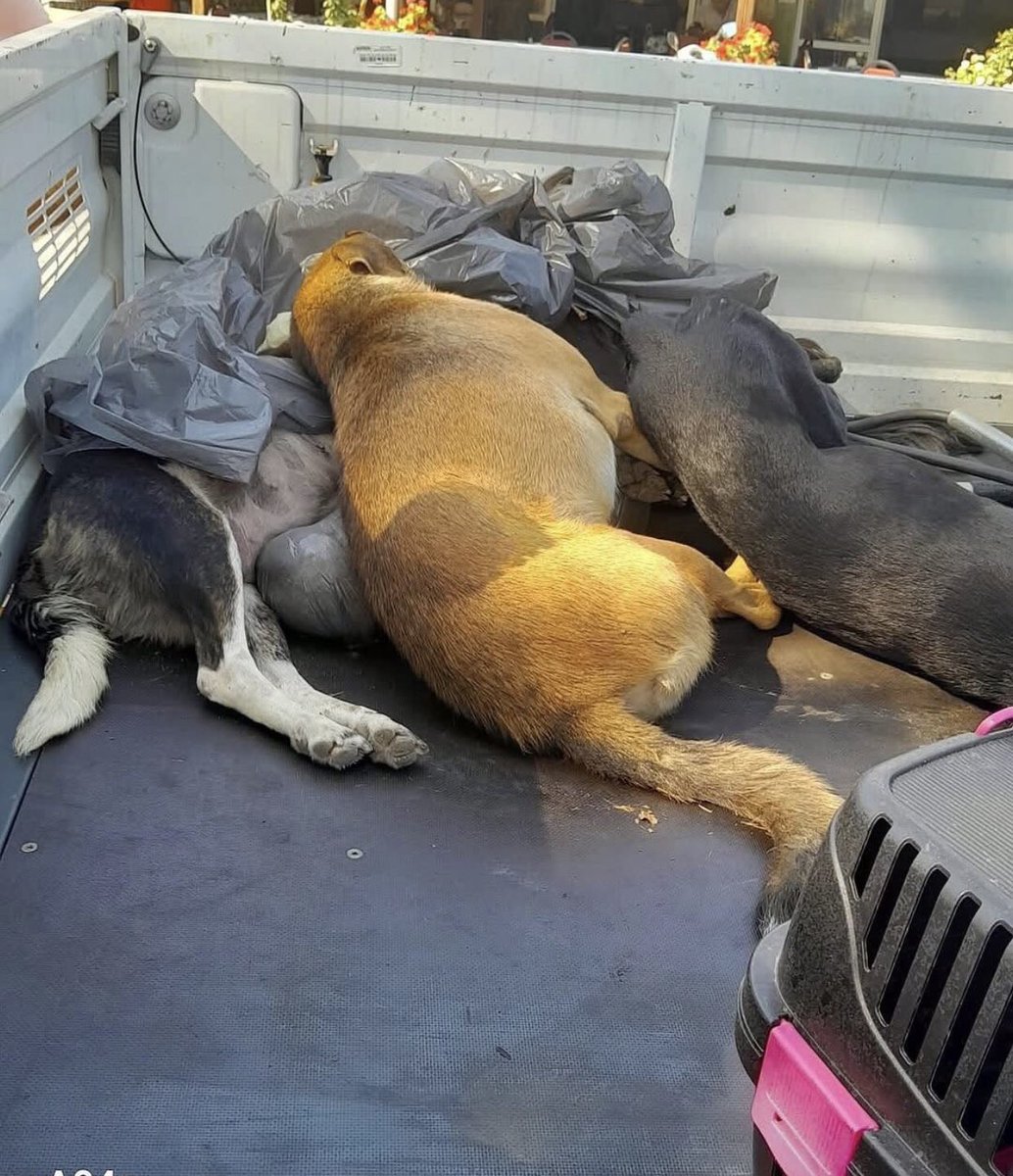 Sezen KUTLU🍀🐾🧚♀️ tweet media