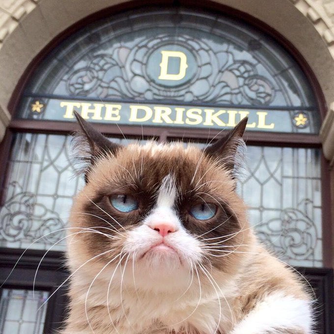 Grumpy Cat tweet media