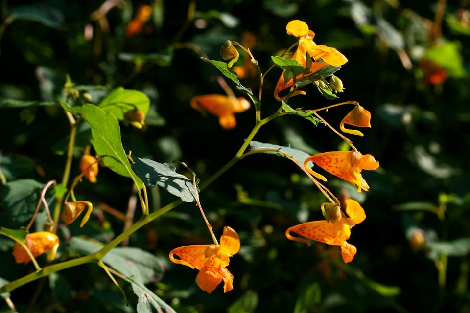 MENAFN's tweet image. How Plant Populations Keep A Genetic Memory Of The Past #Plant #Populations #Keep #Genetic #Memory #Past #Food #Flowers #Storm #Climate #Change #Earthquake dlvr.it/TRX0Hr